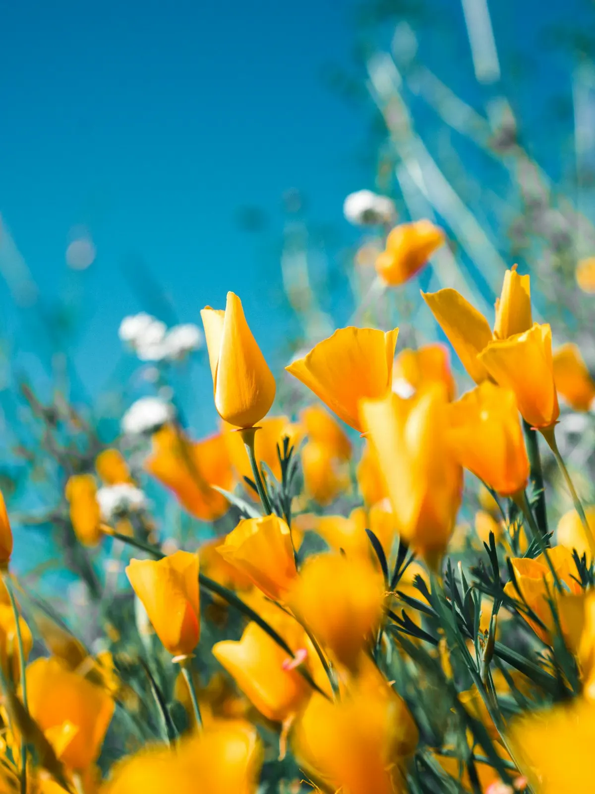 Fresh flowers for a retail brand